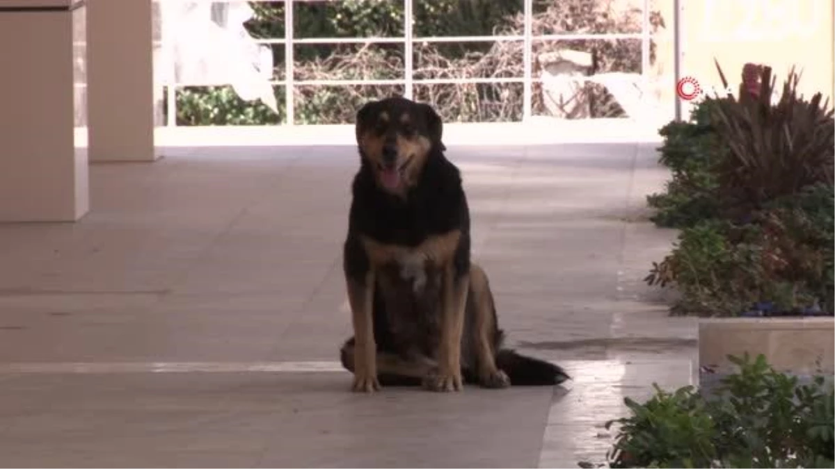 Babasıyla birlikte okul servisi bekleyen çocuğa köpekler saldırdı... O anlar kamerada