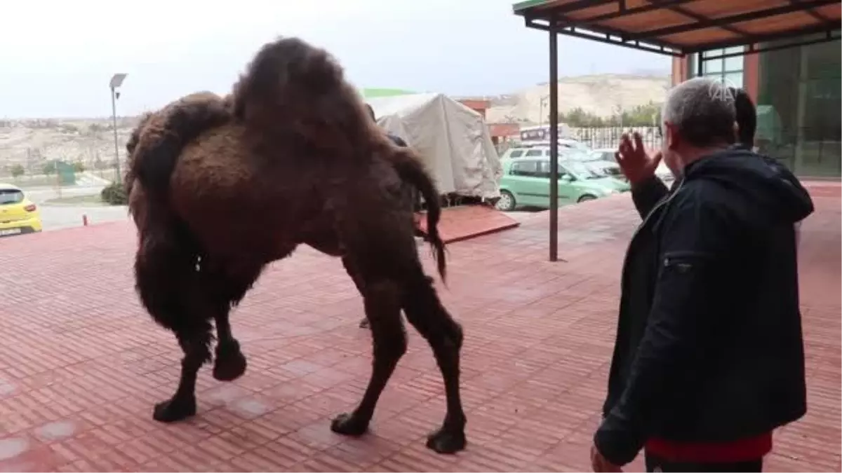 Çift hörgüçlü Asya devesi "Çağrı"yı ışığa kavuşturan dokunuş