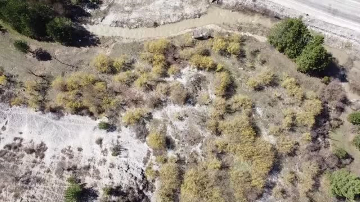 (DRONE) Göynük\'te kızılcık ağaçları çiçek açtı