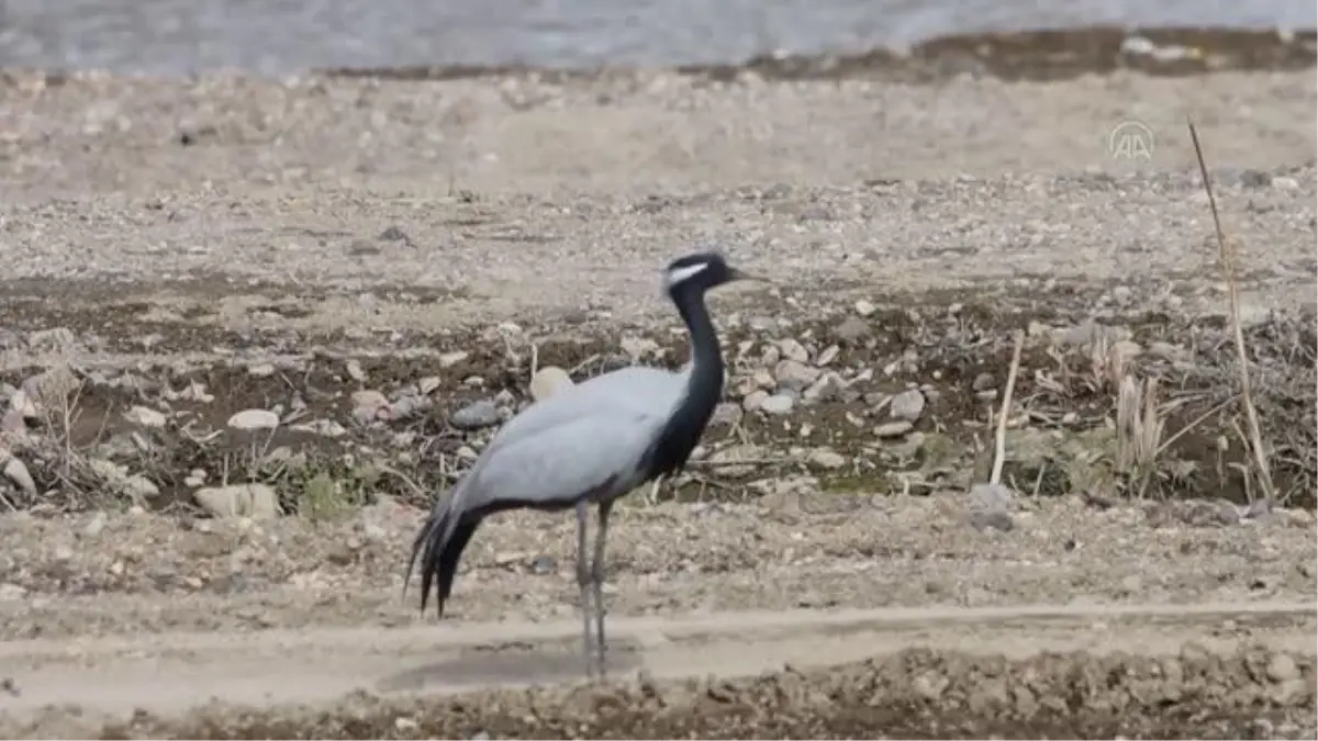 Erciş\'te telli turna görüntülendi