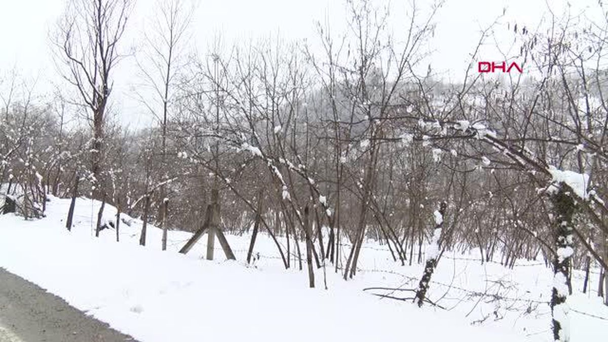 FINDIKTA 'ZİRAİ DON' ZARAR TESPİTİ BAŞLADI