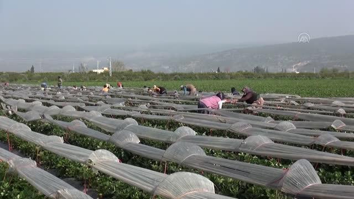 Açık alanda üretilen çileğin hasadı devam ediyor