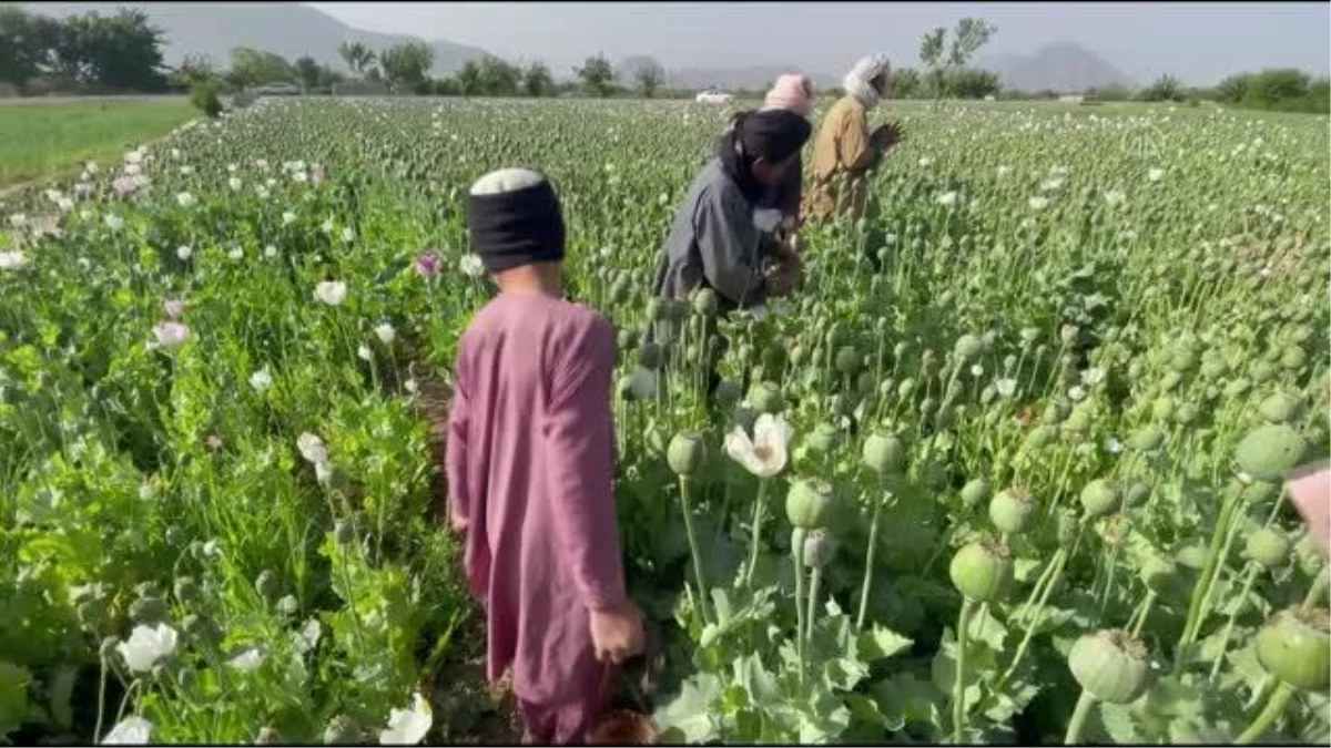 Afganistan\'da çiftçiler, haşhaş ekiminden vazgeçmek için alternatif ürün istiyor