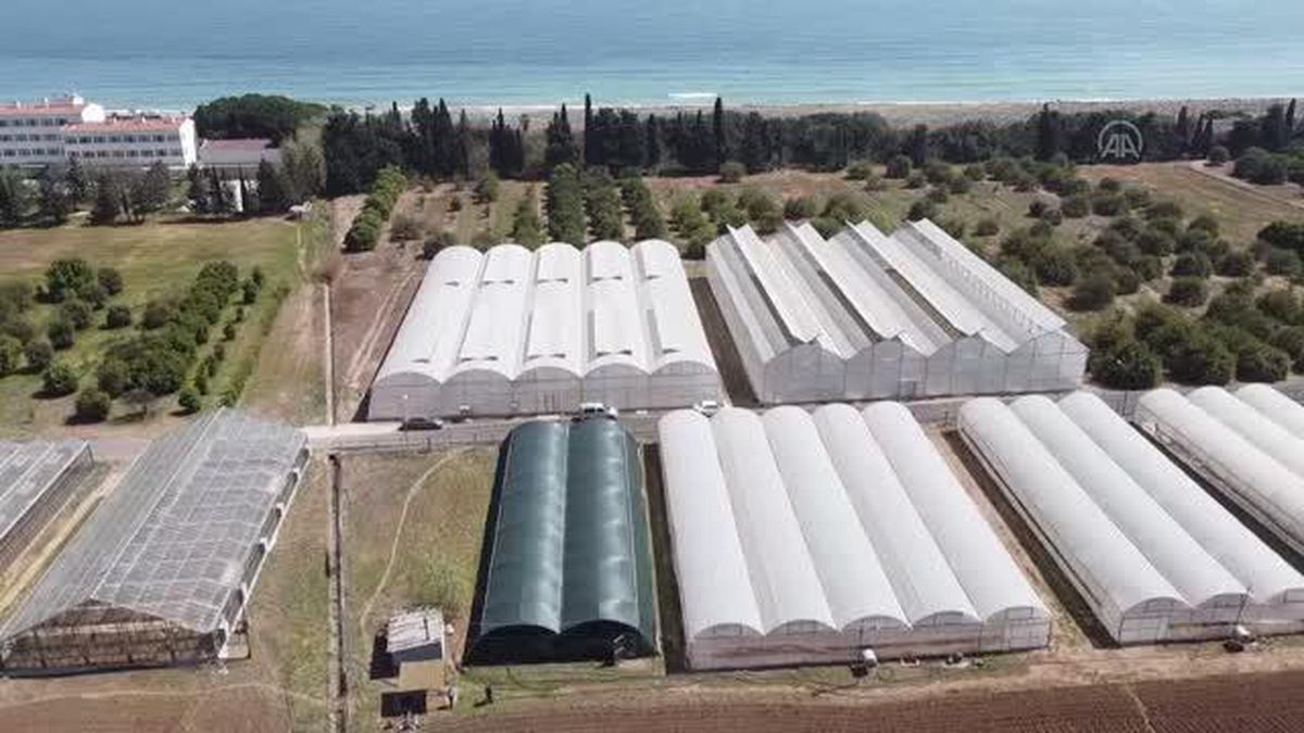 Araştırma enstitüsünün serasında kuzugöbeği mantarı yetiştirildi