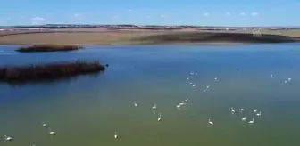 Başkentin Flamingoları