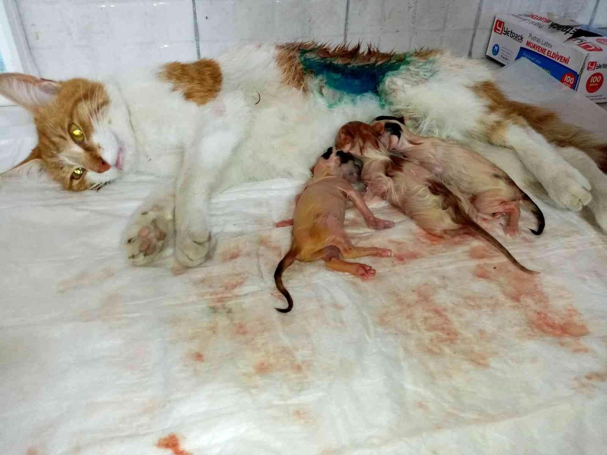 Bilecik\'te gebe kedi sezaryenle doğum yaptı