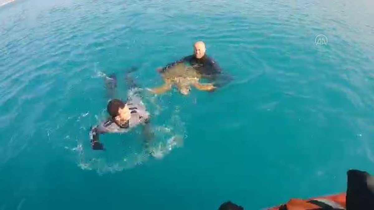 Bitkin bulunan caretta caretta tedaviye alındı