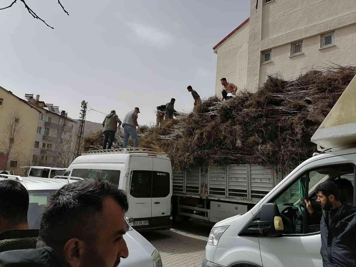 Bitlis'te yıllık 6 bin 730 ton kabuklu ceviz üretiliyor