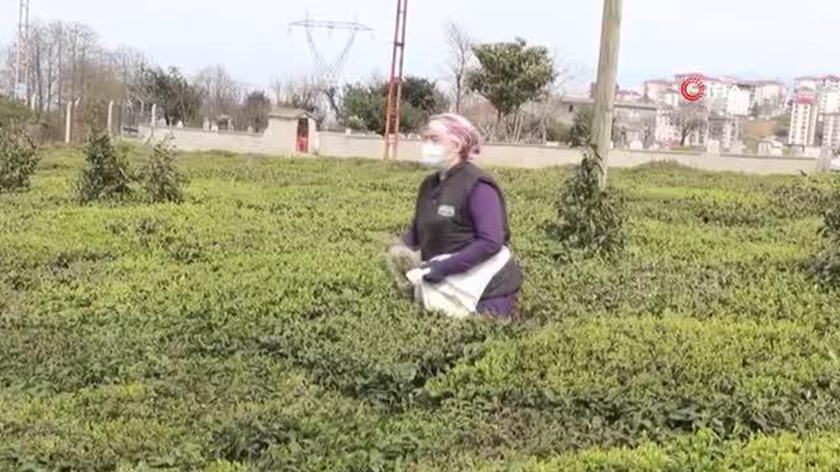 Doğu Karadeniz\'de yaş çay sezonu hazırlıklarına başlandı