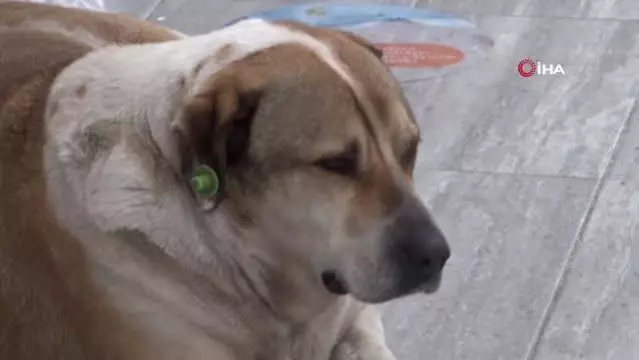 Eli sopalı şahsın sokakta yatan köpeğe saldırdığı anlar kamerada