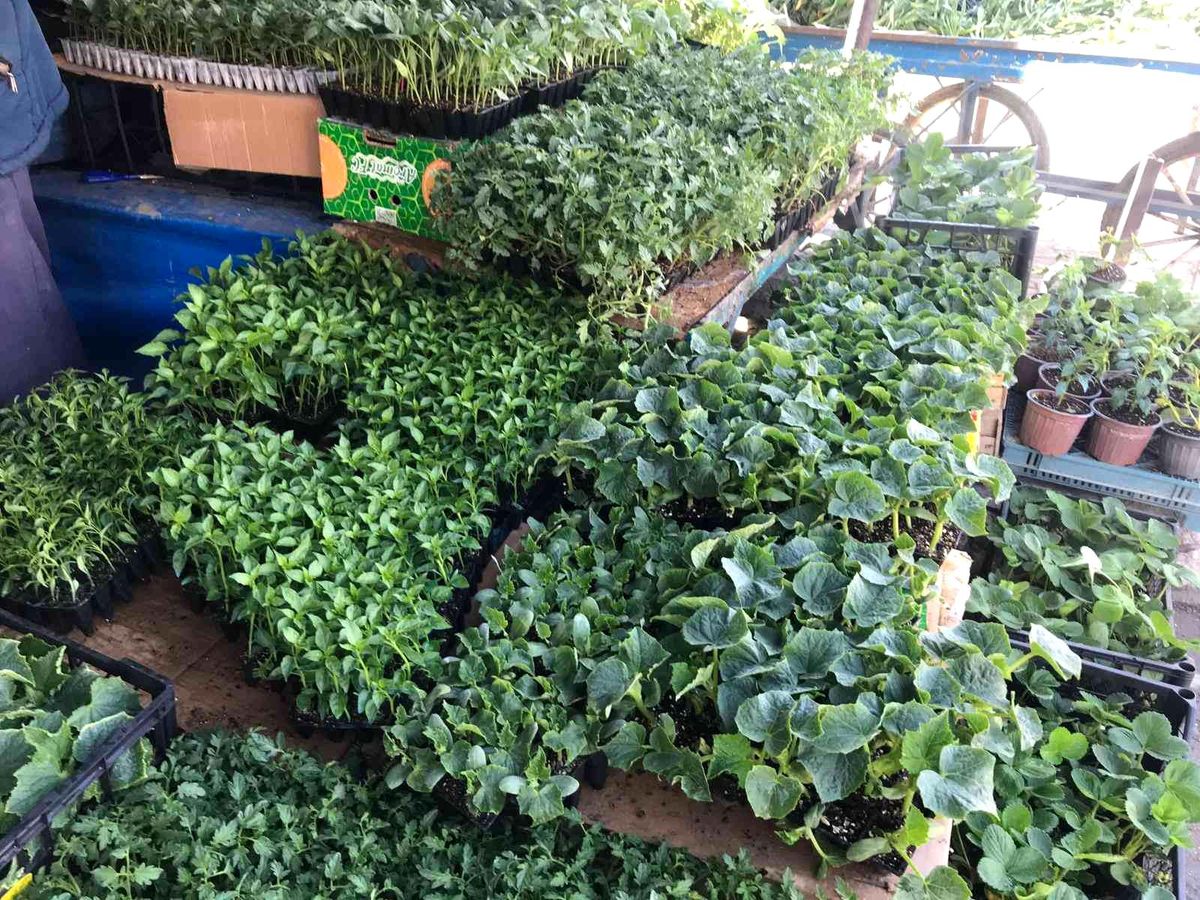 Iğdır'da sebze fidesi satışları başladı