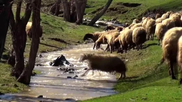 Kışı atlatan besicileri yüksek maliyetli çoban telaşı sardı