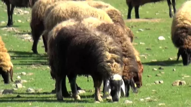 Kışı atlatan besicileri yüksek maliyetli çoban telaşı sardı