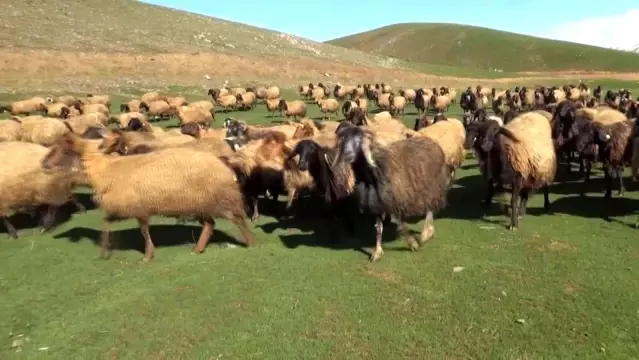 Kışı atlatan besicileri yüksek maliyetli çoban telaşı sardı