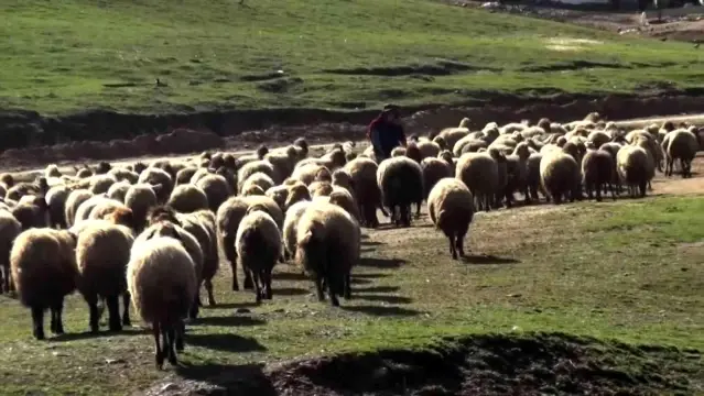 Kışı atlatan besicileri yüksek maliyetli çoban telaşı sardı