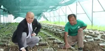 Mersin'de serada kuzugöbeği mantarı üretildi