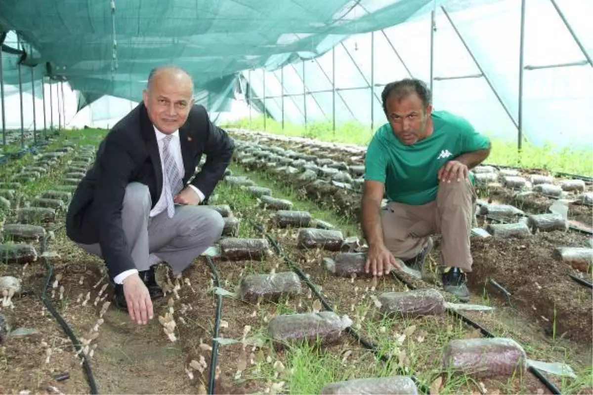 Mersin'de serada kuzugöbeği mantarı üretildi