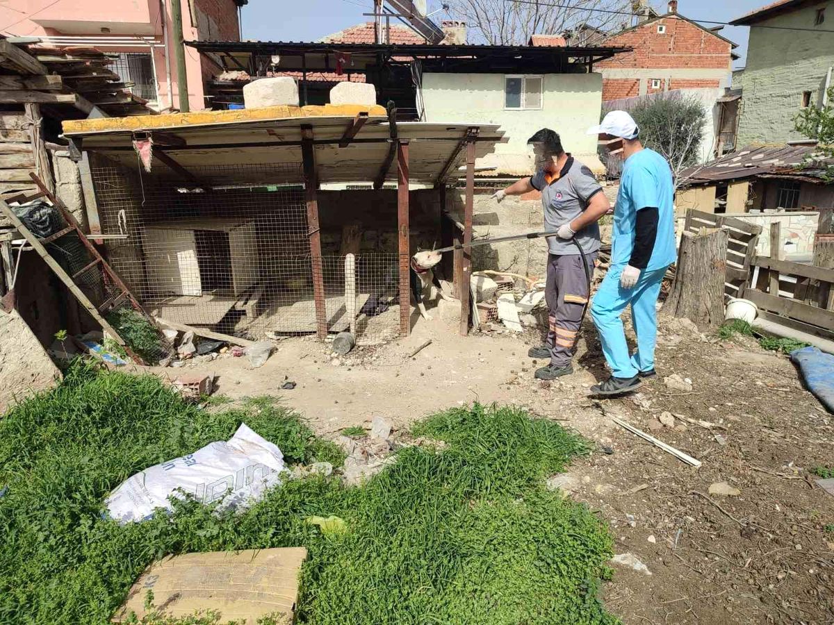 Metruk binada pitbull besleyen kişiye 14 bin 982 TL idari para cezası