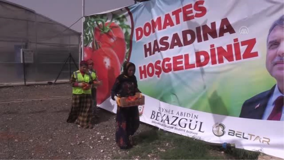 ŞANLIURFA - Belediyenin kurduğu seradaki domatesler vatandaşlara dağıtılacak