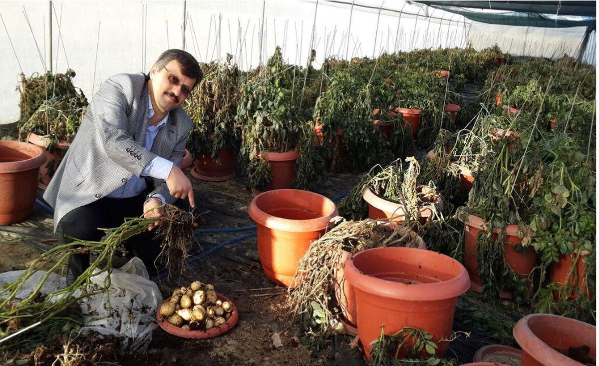 Tokat'ta 'Güngörbey' patatesi tescillendi