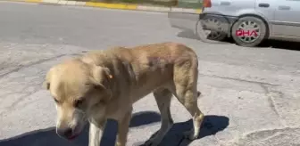 UMUTTEPE'DEKİ KÖPEĞİN ÜZERİNE SPREY BOYAYLA 'UMUT' YAZDILAR