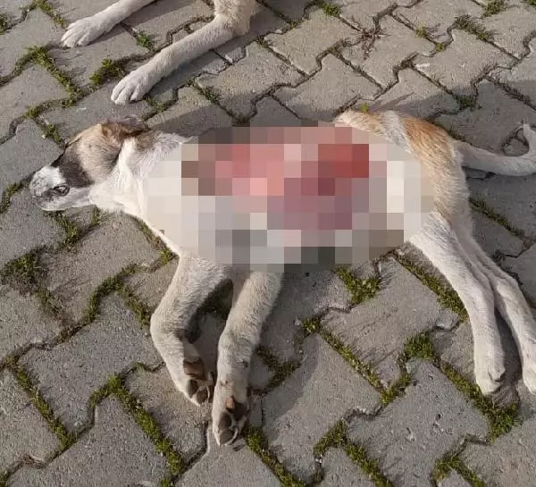 Yavru köpek, derisinin bir kısmı yüzülmüş halde ölü bulundu