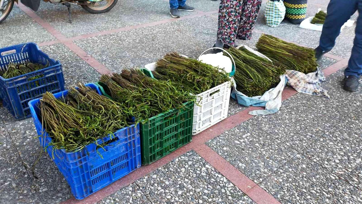 Aydın\'da Sarmaşık otu yok satıyor