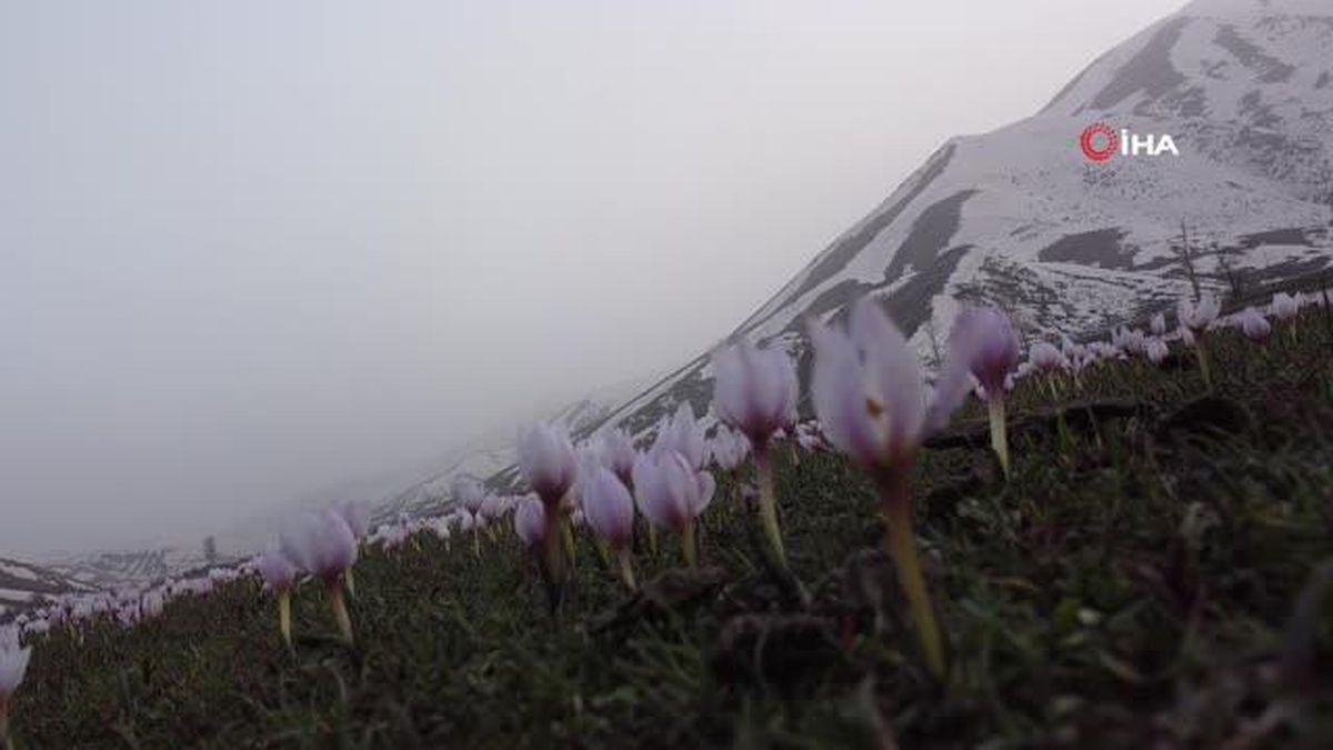 Bitlis\'te baharın müjdecisi kardelenler çiçek açtı