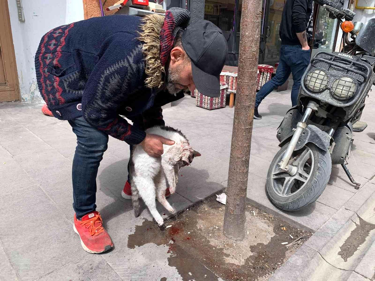 Eskişehir\'de taksinin çarptığı kedi can verdi
