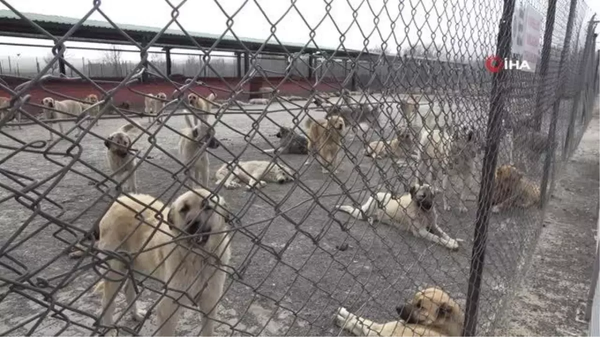 Geçici bakımevi, sokak hayvanlarını yuvalara kavuşturuyor