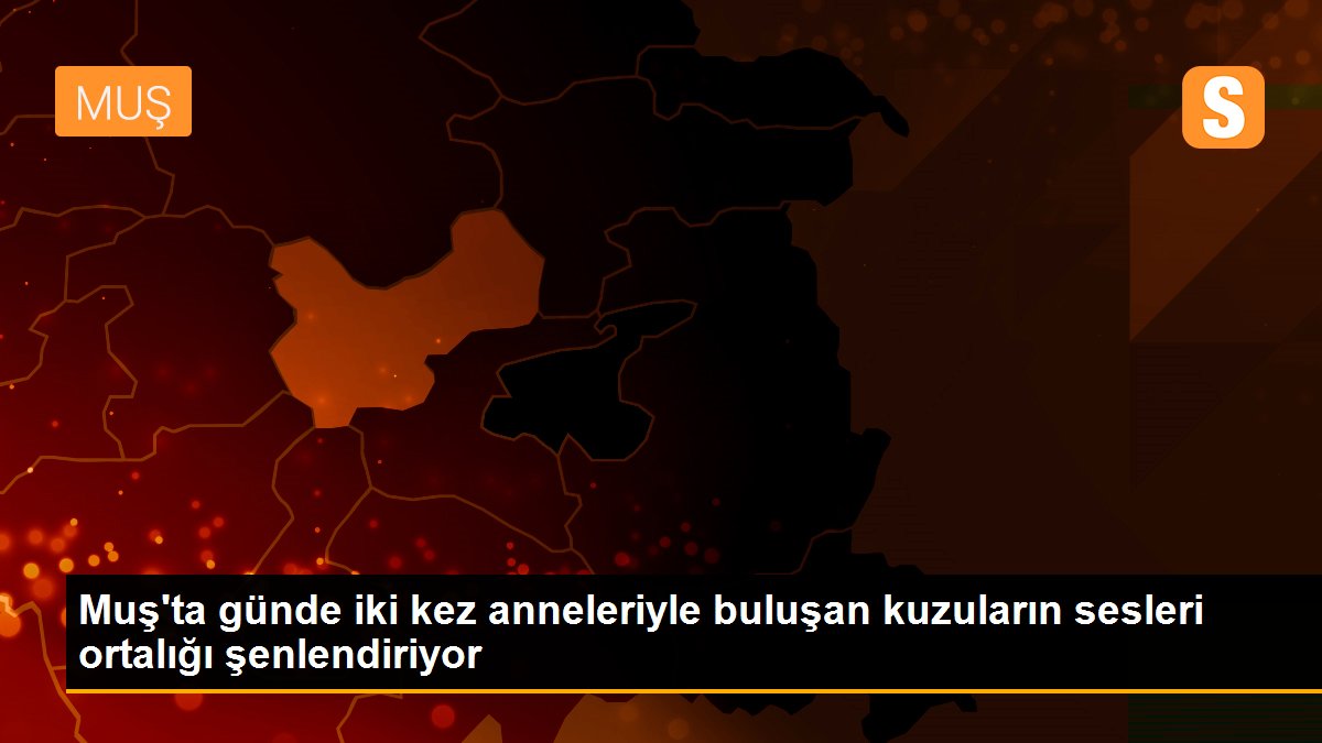 Muş\'ta günde iki kez anneleriyle buluşan kuzuların sesleri ortalığı şenlendiriyor