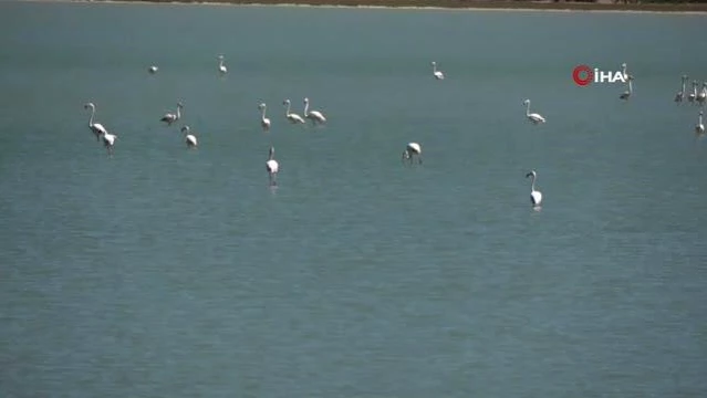 Son dakika haberi: Suvla Gölü, göç eden flamingoları ağırladı