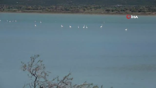 Son dakika haberi: Suvla Gölü, göç eden flamingoları ağırladı