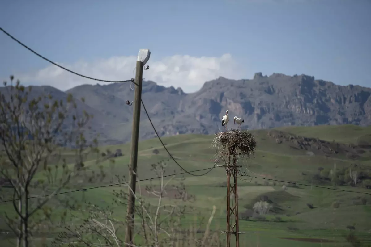 Tunceli\'de her bahar yolu gözlenen leylekler yuvalarına yerleşti