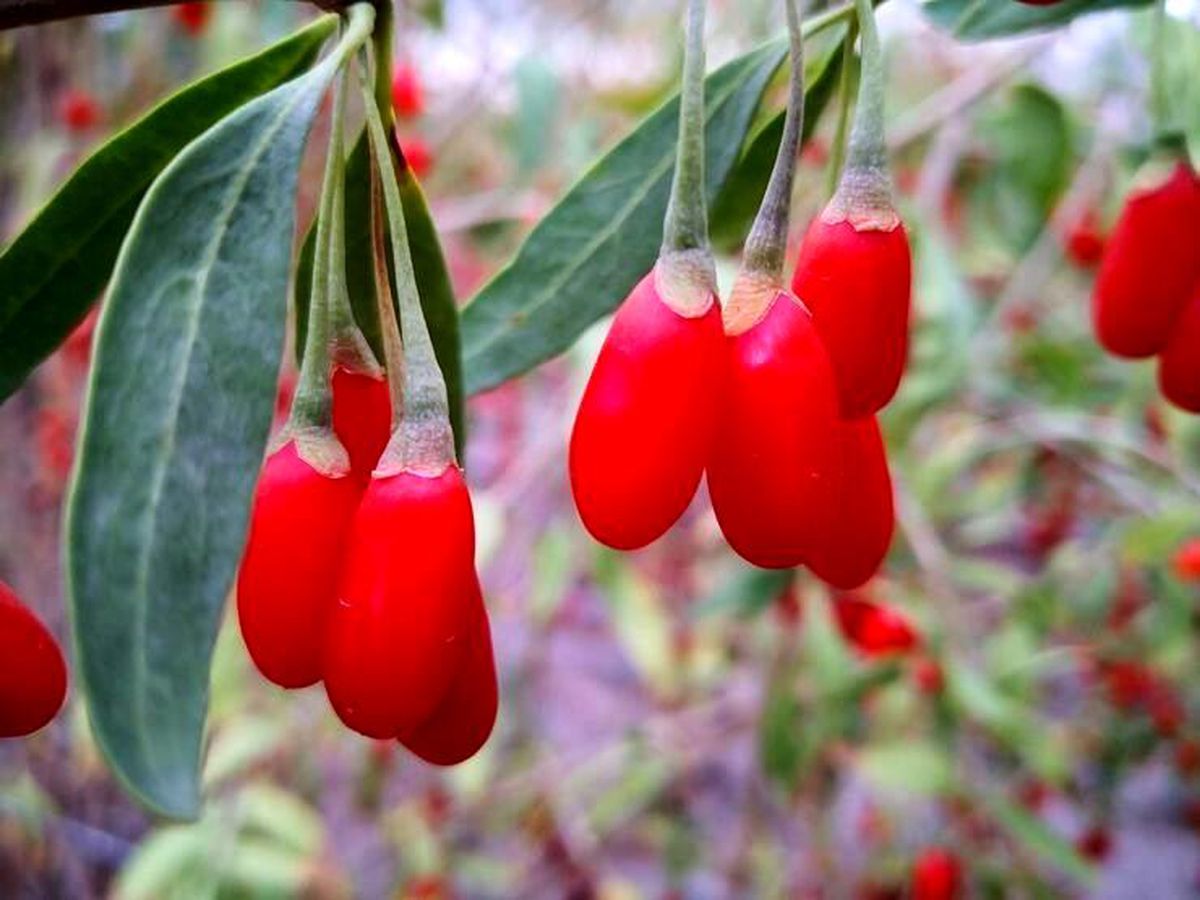 Yaban mersini, goji berry ve aronya dikimi yapıldı