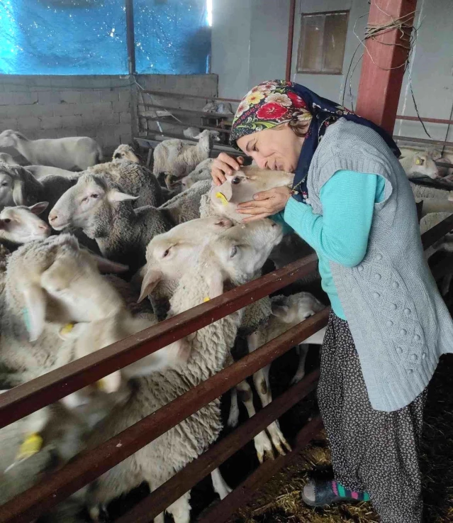 Hayvanlarına yem getiremediği için açlık grevine girmişti: Yolu açılan besici kadın sevincini koyunlarıyla paylaştı