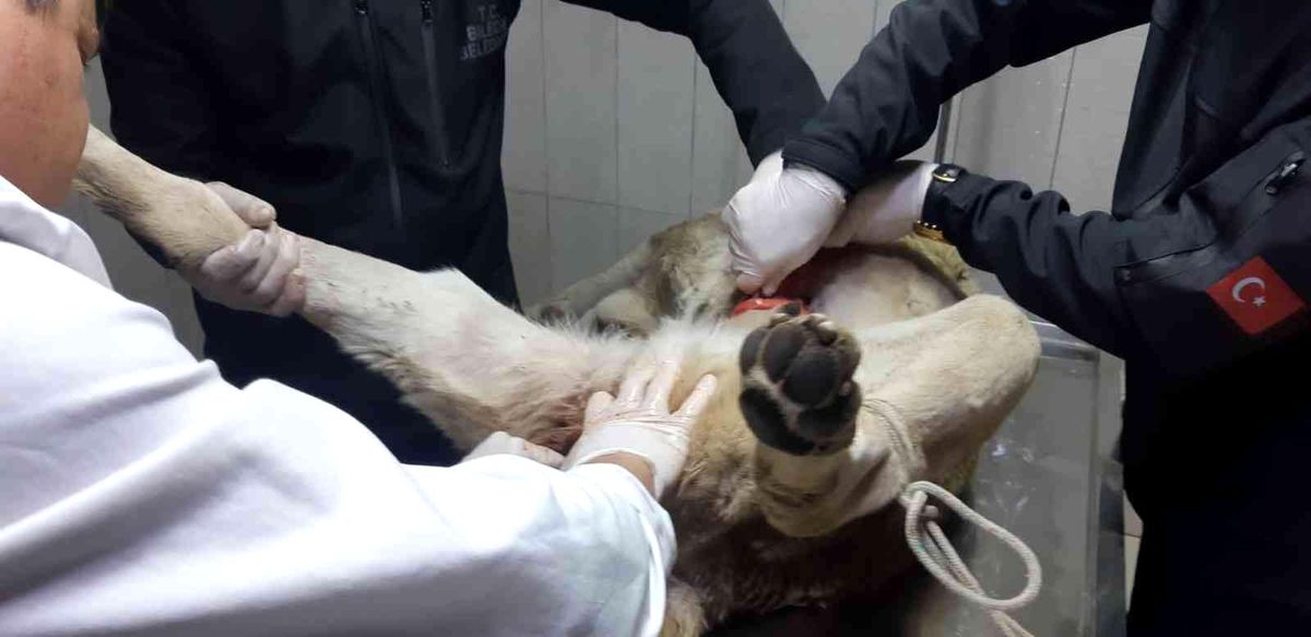 3 haftadır yaralı gezen köpek ameliyatla kurtuldu