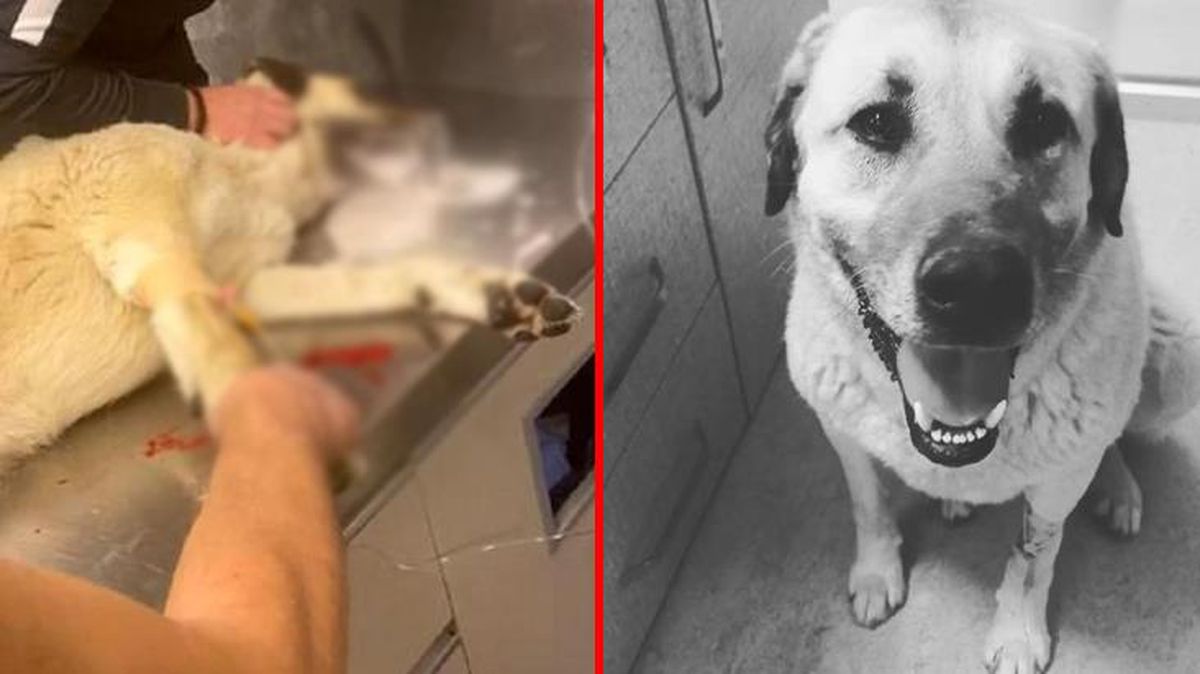 Atılan zehirli eti yiyen "Dayı" isimli köpek yaşamını yitirdi
