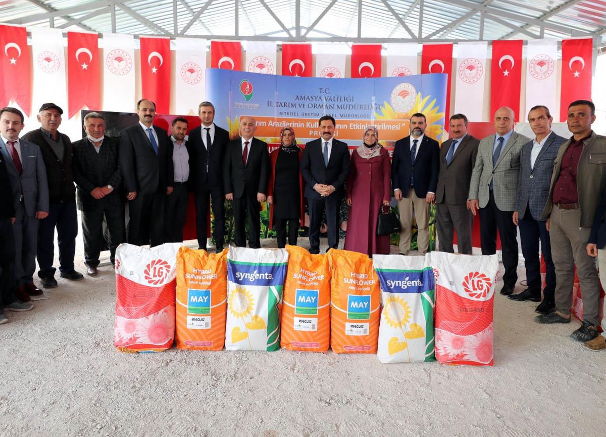 Amasya\'da çiftçilere ayçiçeği tohumu dağıtıldı