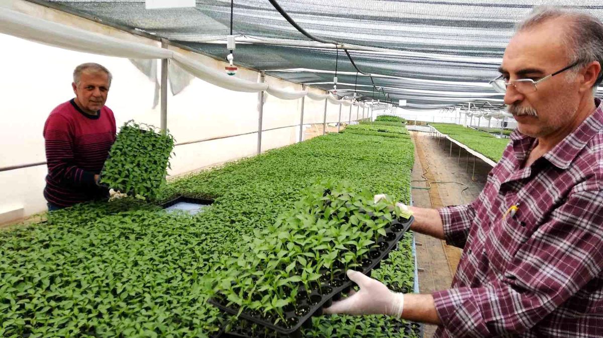 Ata tohumundan üretilen fideye yoğun talep