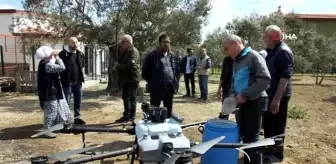 Balıkesir'de zeytin ilaçlamasında dron kullanılmaya başlandı