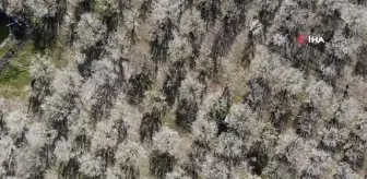 Burdur'da çiçek açan erik ve şeftali ağaçları renkleriyle görenleri hayran bıraktı