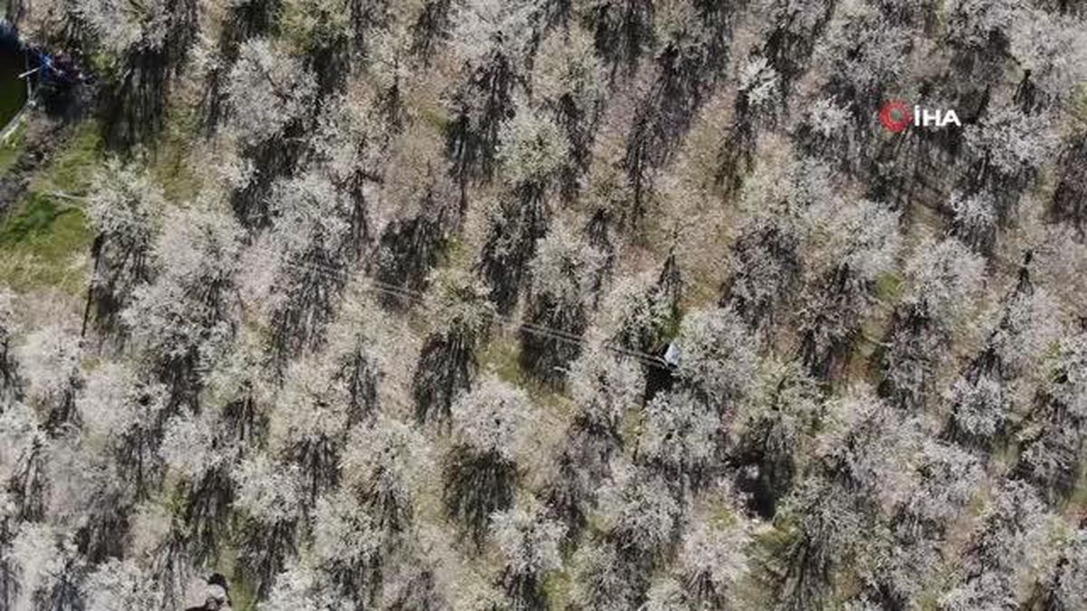 Burdur'da çiçek açan erik ve şeftali ağaçları renkleriyle görenleri hayran bıraktı