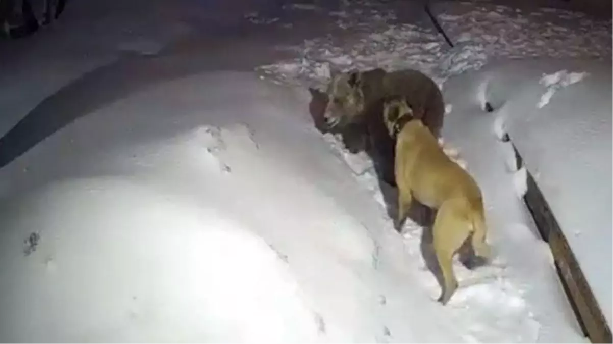 Sadık köpek sahibini korumak için ayıya saldırdı! O anlar saniye saniye kamerada