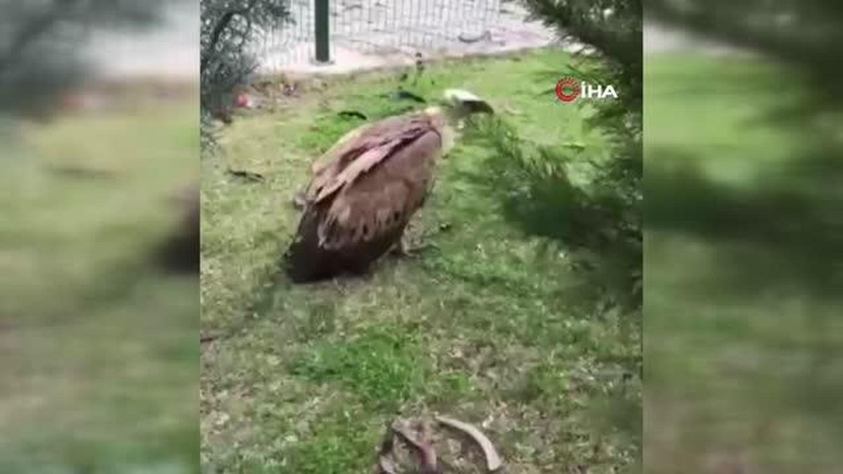 Elazığ\'da yaralı halde bulunan akbaba tedavi altına alındı