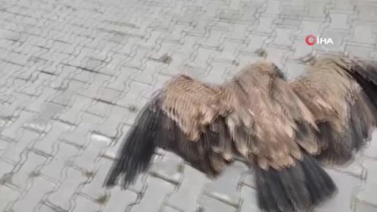 Elektrik tellerine takılan akbaba telef oldu