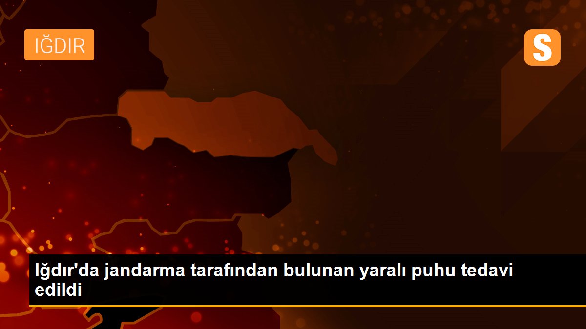 Iğdır\'da jandarma tarafından bulunan yaralı puhu tedavi edildi