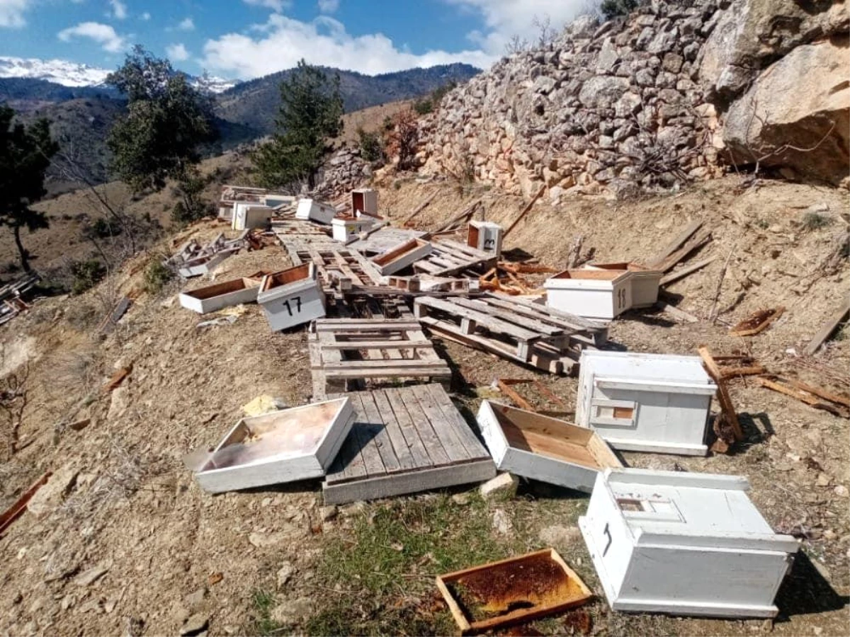 Karaman\'da ayılar arı kovanlarını parçaladı