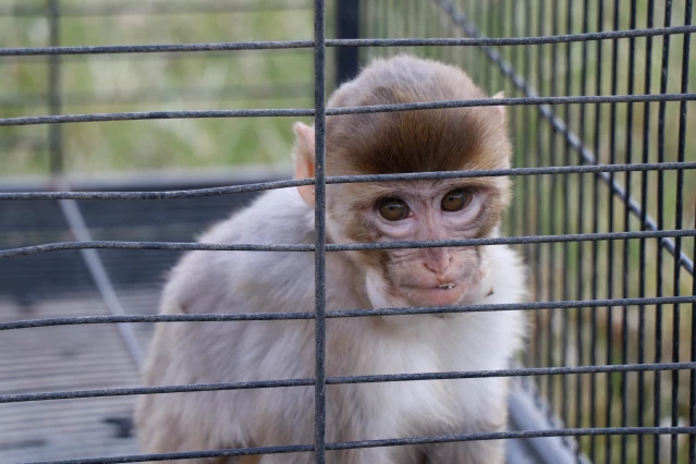 Evinde makak maymunu besleyen kişiye 3 bin lira ceza