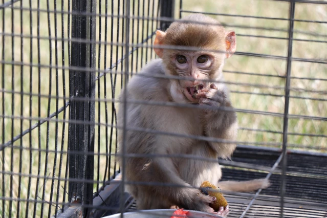 Evinde makak maymunu besleyen kişiye 3 bin lira ceza